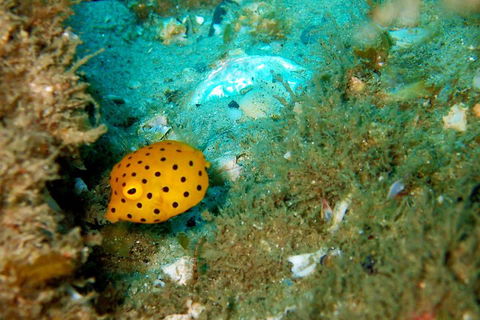 Wave Break Island Scuba Diving On The Gold Coast - Tourism Guide 3