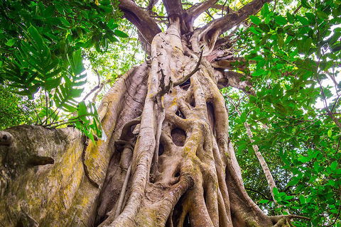 Mossman Gorge Adventure Day - Cruises Travel 1