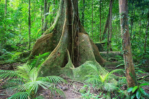Mossman Gorge Adventure Day - Cruises Travel 4