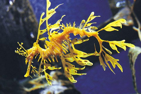 SEA LIFE Melbourne Aquarium Admission Ticket - Tourism Guide 0