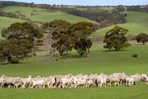 Kangaroo Island Luxury Small Group 'Island Life' Full Day Tour - Tourism Guide 1