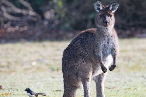 Kangaroo Island Luxury Small Group 'Island Life' Full Day Tour - Tourism Guide 2