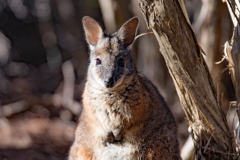 Kangaroo Island Luxury Small Group 'Island Life' Full Day Tour - Tourism Guide 3