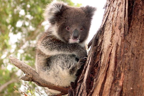 Kangaroo Island Luxury Small Group 'Island Life' Full Day Tour - Tourism Guide 4