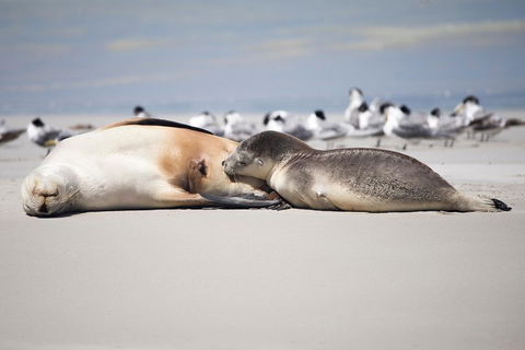 Kangaroo Island Luxury Small Group 'Island Life' Full Day Tour - Tourism Guide 5