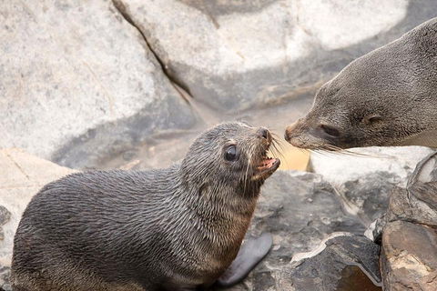 Kangaroo Island Luxury Small Group 'Flinders Chase Focus' Full Day Tour - Tourism Guide 2