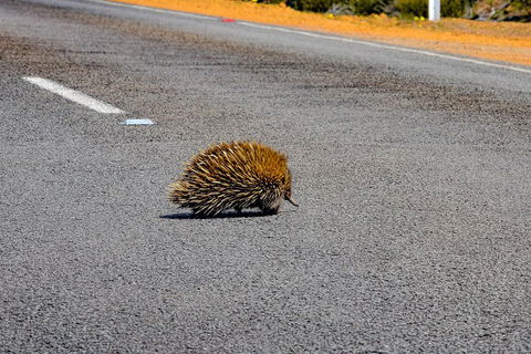 Kangaroo Island Luxury Small Group 'Flinders Chase Focus' Full Day Tour - Tourism Guide 3