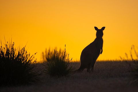 Kangaroo Island Luxury Small Group 'Flinders Chase Focus' Full Day Tour - Tourism Guide 5