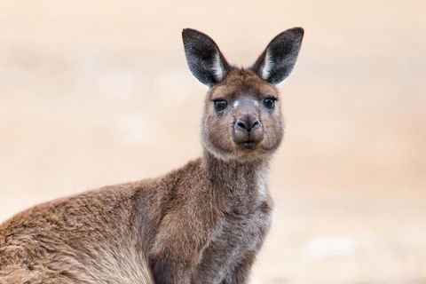 Kangaroo Island Luxury Small Group 'East End Explorer' Full Day Tour - Tourism Guide 1