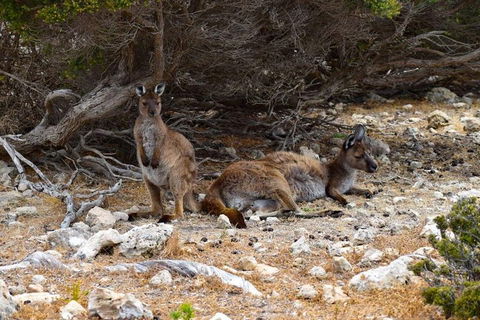 Kangaroo Island Luxury Small Group 'East End Explorer' Full Day Tour - Tourism Guide 4