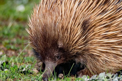Kangaroo Island Luxury Small Group 'East End Explorer' Full Day Tour - Tourism Guide 5
