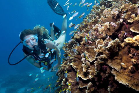 Great Barrier Reef Diving And Snorkeling Cruise From Cairns - Travel Search 1