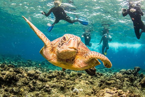 Great Barrier Reef Diving And Snorkeling Cruise From Cairns - Travel Search 3