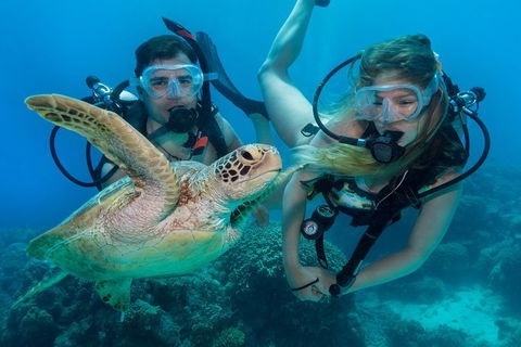 Great Barrier Reef Diving And Snorkeling Cruise From Cairns - Travel Search 4