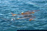 Roebuck Bay Snubfin Dolphin Cruise, Broome