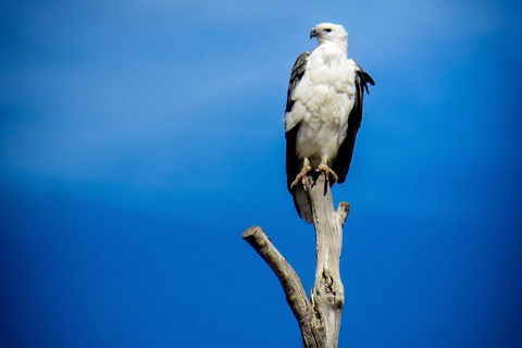 Kangaroo Island 75-Minute Ocean Safari - Travel Agents 0