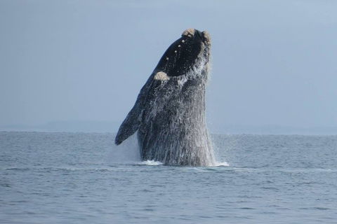 Kangaroo Island 75-Minute Ocean Safari - Travel Agents 2