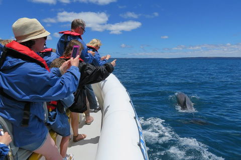 Kangaroo Island 75-Minute Ocean Safari - Travel Agents 3