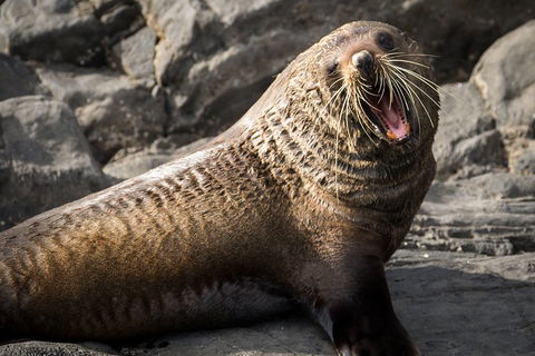 Kangaroo Island 75-Minute Ocean Safari - Travel Agents 5