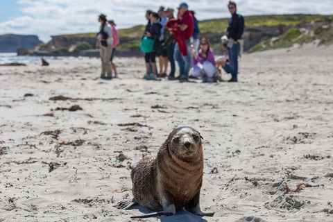 Kangaroo Island In A Day Tour From Adelaide - Tourism Guide 0