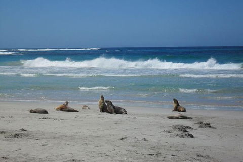 Kangaroo Island In A Day Tour From Adelaide - Tourism Guide 1