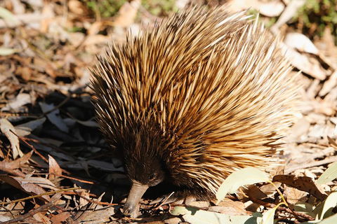 Kangaroo Island In A Day Tour From Adelaide - Tourism Guide 2