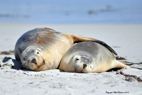 NEW TOUR - Kangaroo Island Road To Recovery Tour (1 Day/1 Night) - Tourism Guide 1