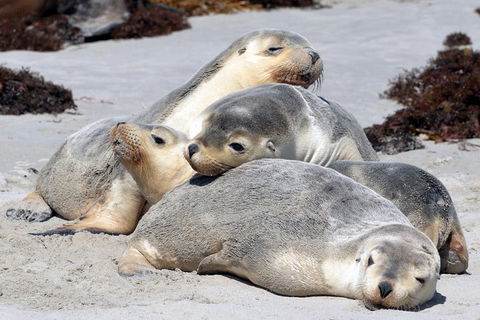 Small-Group Kangaroo Island 4WD Tour From Adelaide - Tourism Guide 1