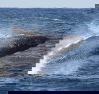 Whale Watching by Sea World Cruises - Tourism Guide