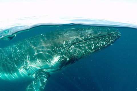 Whale Watching By Sea World Cruises - Tourism Guide 2