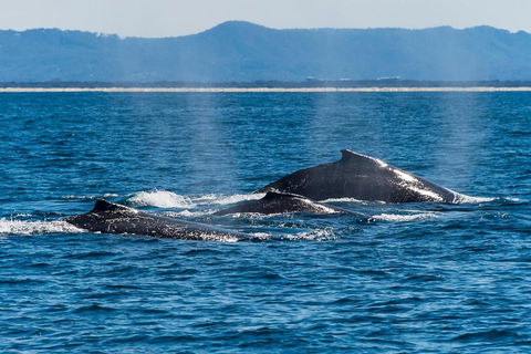 Whale Watching By Sea World Cruises - Tourism Guide 4