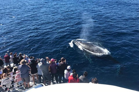 Whale Watching By Sea World Cruises - Tourism Guide 5