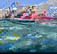 Outer Reef Pontoon Experience from Cairns - Tourism Guide