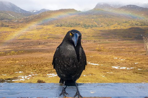 Cradle Mountain Park Explorer Guided Tour - Cruises Travel 2