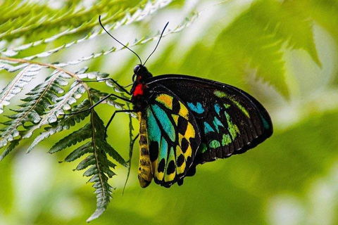 Private Daintree And Cape Tribulation Tour From Port Douglas - Cruises Travel 2