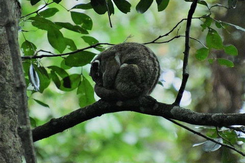 Private Daintree And Cape Tribulation Tour From Port Douglas - Cruises Travel 5