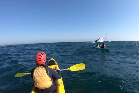 Kayaking With Dolphins In Byron Bay Guided Tour - Travel Agents 3