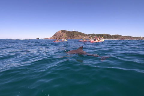 Kayaking With Dolphins In Byron Bay Guided Tour - Travel Agents 5