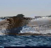 Sydney Whale-Watching Cruise Including Lunch or Breakfast - Tourism Guide
