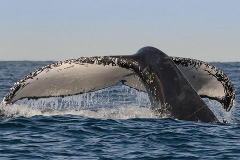Sydney Whale-Watching Cruise Including Lunch Or Breakfast - Tourism Guide 0