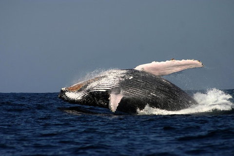 Sydney Whale-Watching Cruise Including Lunch Or Breakfast - Tourism Guide 1