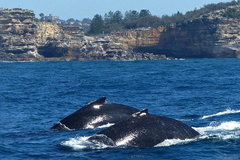 Sydney Whale-Watching Cruise Including Lunch Or Breakfast - Tourism Guide 2