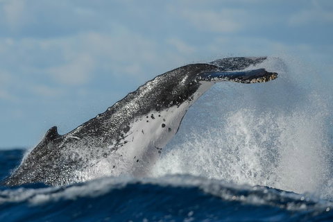 Sydney Whale-Watching Cruise Including Lunch Or Breakfast - Tourism Guide 4