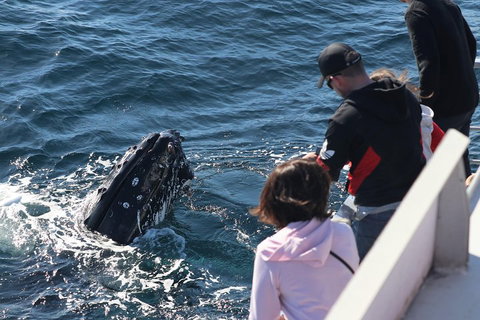 Sydney Whale-Watching Cruise Including Lunch Or Breakfast - Tourism Guide 5