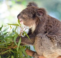 Blue Mountains Private Tour with Kangaroos  Koala Encounter - Tourism Guide