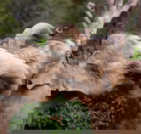 Melbourne Zoo General Entry Ticket - Tourism Guide