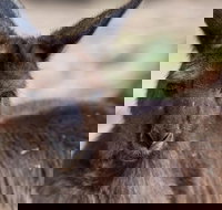 Australian Wildlife Tour at Melbourne Zoo Ticket - Tourism Guide