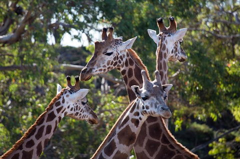 Werribee Open Range Zoo General Admission Ticket - Tourism Guide 0