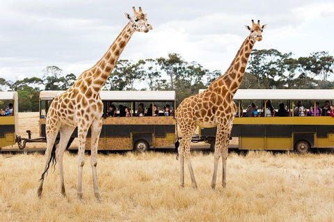 Werribee Open Range Zoo General Admission Ticket - Tourism Guide 2