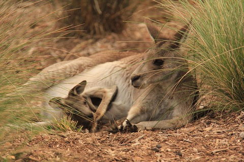Werribee Open Range Zoo General Admission Ticket - Tourism Guide 3